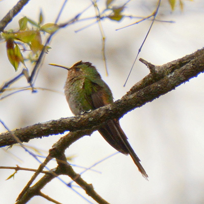 Red-Tailed Commet